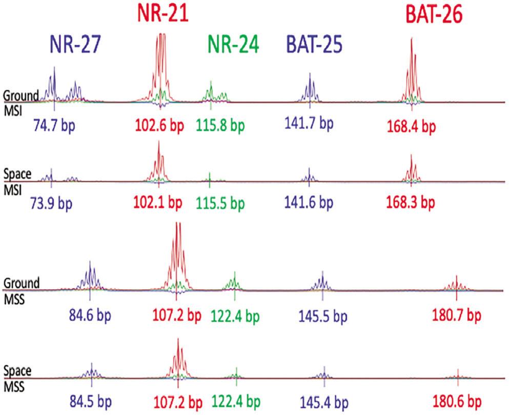 Determination of microsatellite sizes of pentaplex reactions by capillary electrophoresis. Capillary electrophoresis traces of pentaplex amplification reactions from either MSI or MSS samples performed either on the ground or in space show amplification of all five target sequences (NR-27, FAM channel, blue; NR-21, PET channel, red; NR-24, VIC channel, green; BAT-25, FAM channel, blue; BAT-26, PET channel, red).