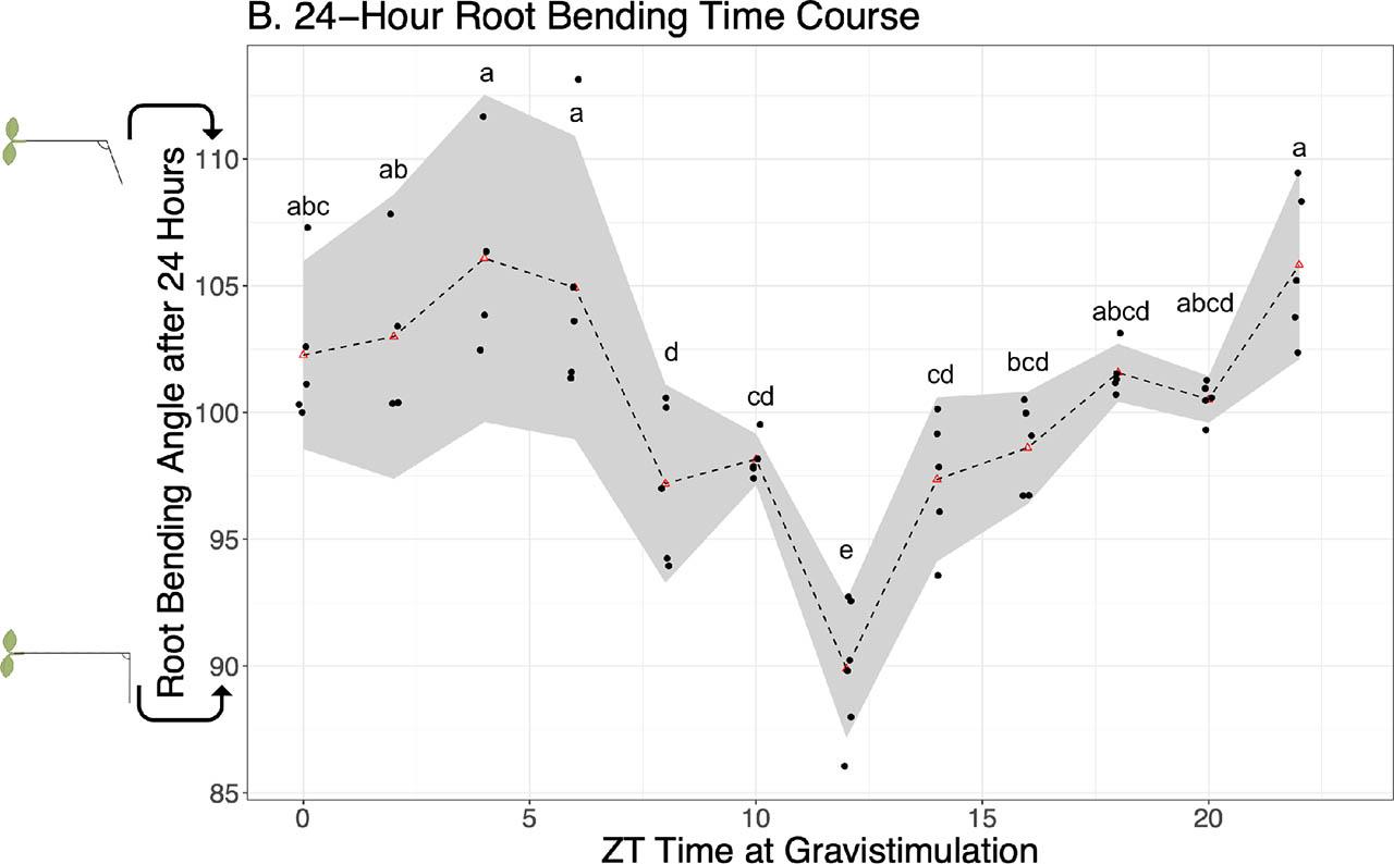 Gravitropic, root-bending response to a 90° reorientation to gravity at different times of the day. The gray shaded area indicates the 95% confidence intervals. Red triangles represent the mean for a single time point of all plates. Each black dot indicates the mean of a single plate with 15–20 plants per plate. There are at least three plates per time point. ZT times (x-axis) are the time after the last “time cue,” at dawn, in hours at which the vertically oriented plates were turned by 90°. An ANOVA followed by a Tukey posthoc test was performed to identify time-of-day differences between groups (p-value < 0.05). ZT time points with differences in root reorientation angle were identified and grouped using a Tukey posthoc test with a Bonferroni correction (α = 0.05). Letters indicate significant groups. The drawings of the plant root on the y-axis show a simplified view of the associated bending phenotype; a smaller degree indicates a plant with a greater bend thus a greater gravitropic response.