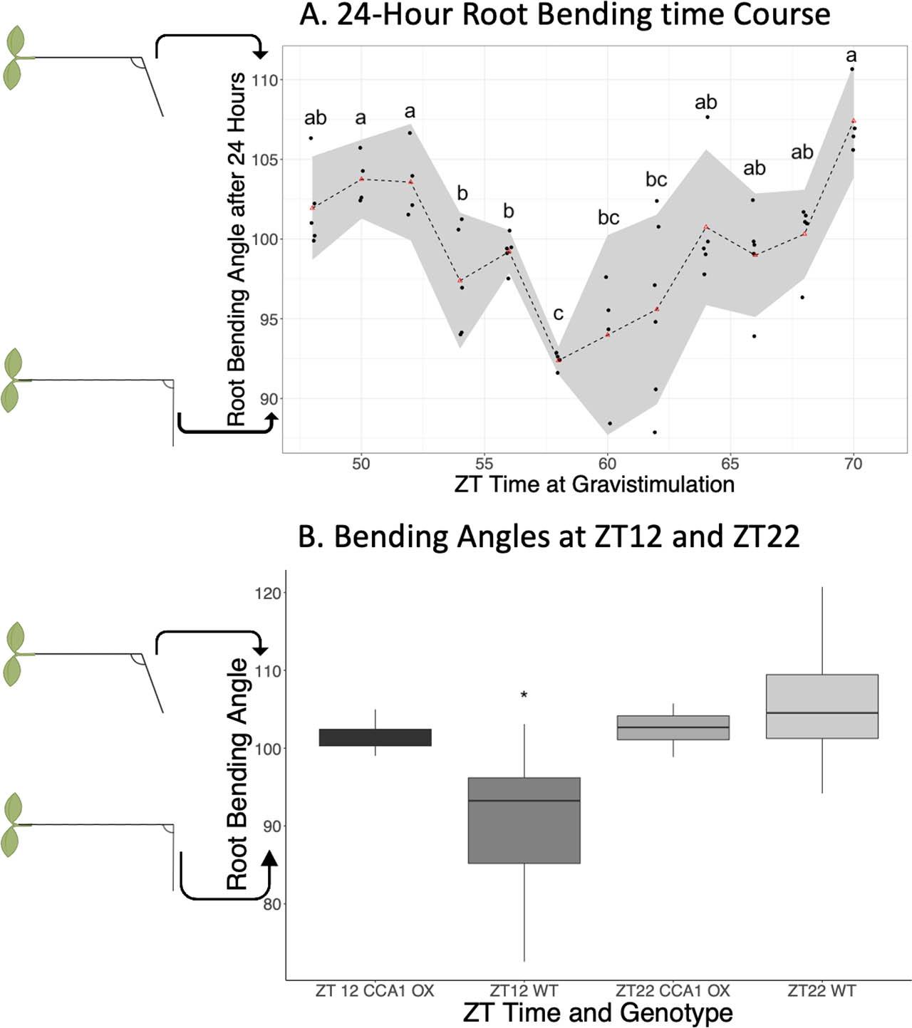 Gravitropic response at two time points in CL conditions. (A) Time of day variation in root-bending response to a 90° reorientation with respect to the gravity vector. The gray shaded area indicates the 95% confidence interval. Triangles represent the mean for a single time point of all plates. Each black dot indicates the mean of a single plate with 15–20 plants per plate. There are at least four plates per time point. Root bending angles (Y-axis) were measured as described in materials and methods. ZT times (x-axis) are the time after the last time the lights were turned on (dawn) at which the vertically oriented plates were turned by 90°. ANOVA and Tukey posthoc tests were performed to identify time-of-day differences between groups (p-value < 0.05). ZT time points with differences in root reorientation angle were identified and grouped using a Tukey posthoc test with a Bonferroni correction (α = 0.05). Letters indicate significant groups. The drawings of the plant root on the y-axis show a simplified view of the associated bending phenotype; a smaller degree indicates a plant with a greater bend thus a greater gravitropic response. (B) Boxplot of the root reorientation angles for plants turned at either ZT12, just before the lights are turned off, or ZT22, just before dawn, for WT plants and the CCA1 OX genotype. CL, constant light; ZT, Zeitgeber time.