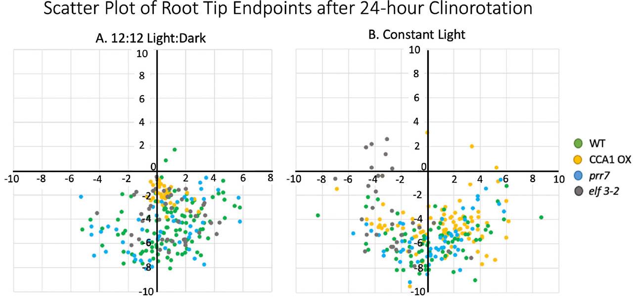 Genotype differences in response to growth on a 2D clinostat. Dots indicate root growth trajectories after clinorotation. Each root was assigned coordinates by zeroing root location at t = 0 to (0,0). Root growth was measured after clinorotation and plotted. (A) Root response for plants grown under 12 h light: 12 h dark conditions. (B) Root response for plants grown in continuous light. Colors correspond to genotype (green = WT, yellow = CCA1 OX, blue = prr7, gray = elf3-2).