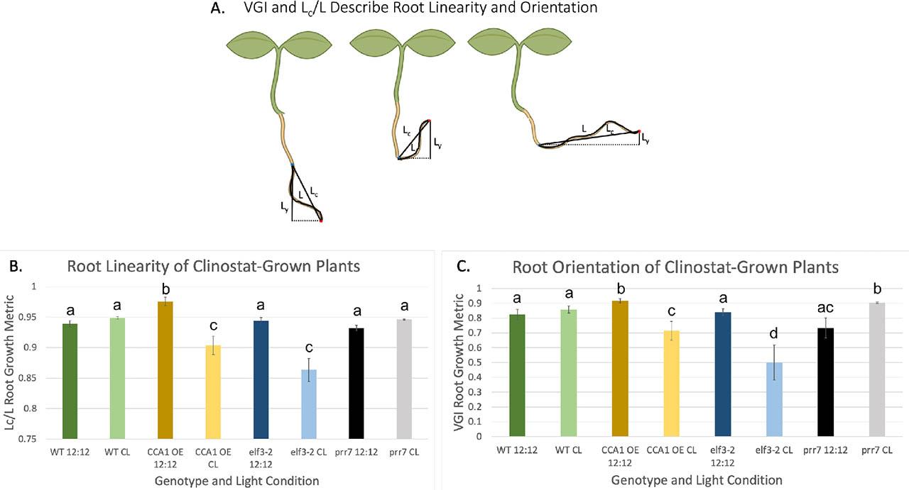 Skewing metrics of the VGI (Grabov et al., 2005b), and straightness, Lc/L (Vaughn and Masson, 2011), from plants grown for 24 h on the 2D clinostat (Figure 4). (A) Cartoon of the calculations for each metric Lc/L and VGI= Ly/L. The root tip position at t=0, before the plants were placed on the clinostat, is the (0,0) position for the measurements. The three examples show the inputs for different levels of response. When the root tip was above the starting point (middle image) the absolute value of Ly was used. Image created using Biorender. com (B) The average of Lc/L skewing metric is shown for each genotype and condition. (C) The average VGI is shown for each genotype and condition. Error bars represent standard deviation. 12:12 = 12 h light: 12 h dark, CL = continuous light. An ANOVA followed by a Tukey posthoc test was performed to identify differences between groups (p-value < 0.05). ZT time points with differences in vertical root growth were identified and grouped using a Tukey posthoc test with a Bonferroni correction (α = 0.05). Letters indicate significant groups. VGI, vertical growth index.