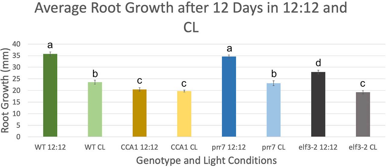 Root growth comparisons between genotypes. Total root growth (mm) was measured after 10 days of growth and compared between genotypes and conditions. Colors indicate genotype (green=WT, yellow=CCA1 OX, blue=prr7, grey=elf3-2). Shading indicates lighting conditions for growth experiments (solid= 12:12, growth in 12 h light: 12 h dark; shaded= CL, growth in continuous light). An ANOVA followed by a Tukey posthoc test was performed to identify differences between groups (p-value < 0.05). ZT time points with differences in root growth were identified and grouped using a Tukey posthoc test with a Bonferroni correction (α = 0.05). Letters indicate significant groups. ZT, Zeitgeber time.