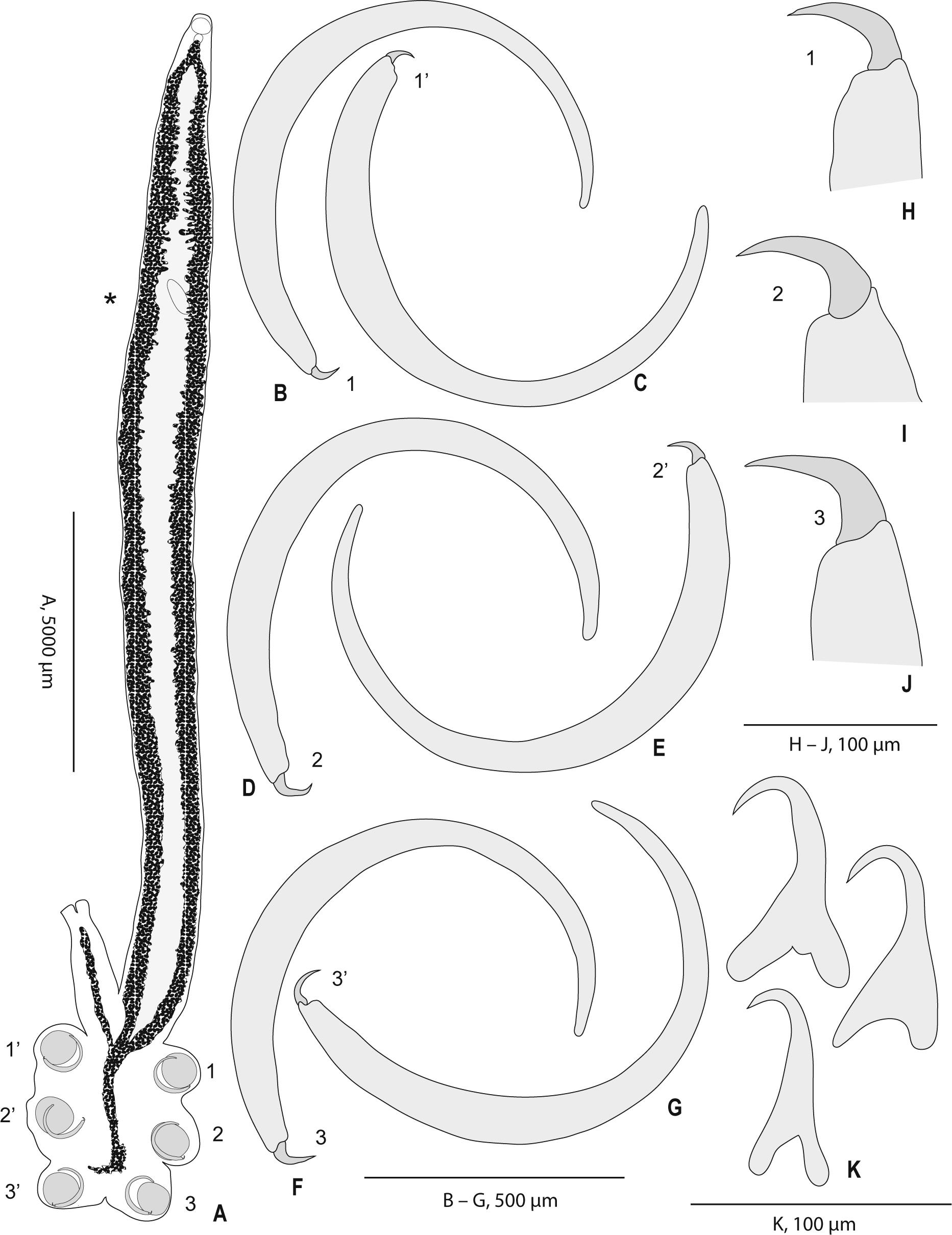 Squalonchocotyle euzeti n. sp. from Dalatias licha off Algeria. A, holotype, whole body. Due to the slender body, only limited anatomy is represented. Asterisk, level of seminal receptacle (outline of seminal receptacle drawn) and ovary. B – G, sclerites. H – J, extremities of sclerites.For A – J, numbers of sclerites are indicated. K, hamuli of various specimens. A – J, holotype; K, paratypes.