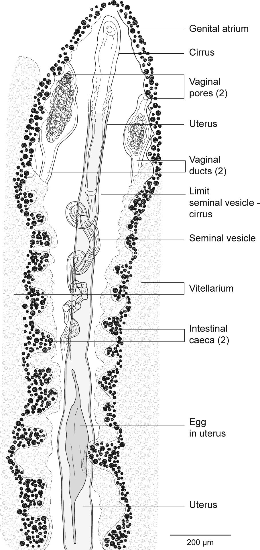 Squalonchocotyle euzeti n. sp. Anatomy of anterior part of reproductive system