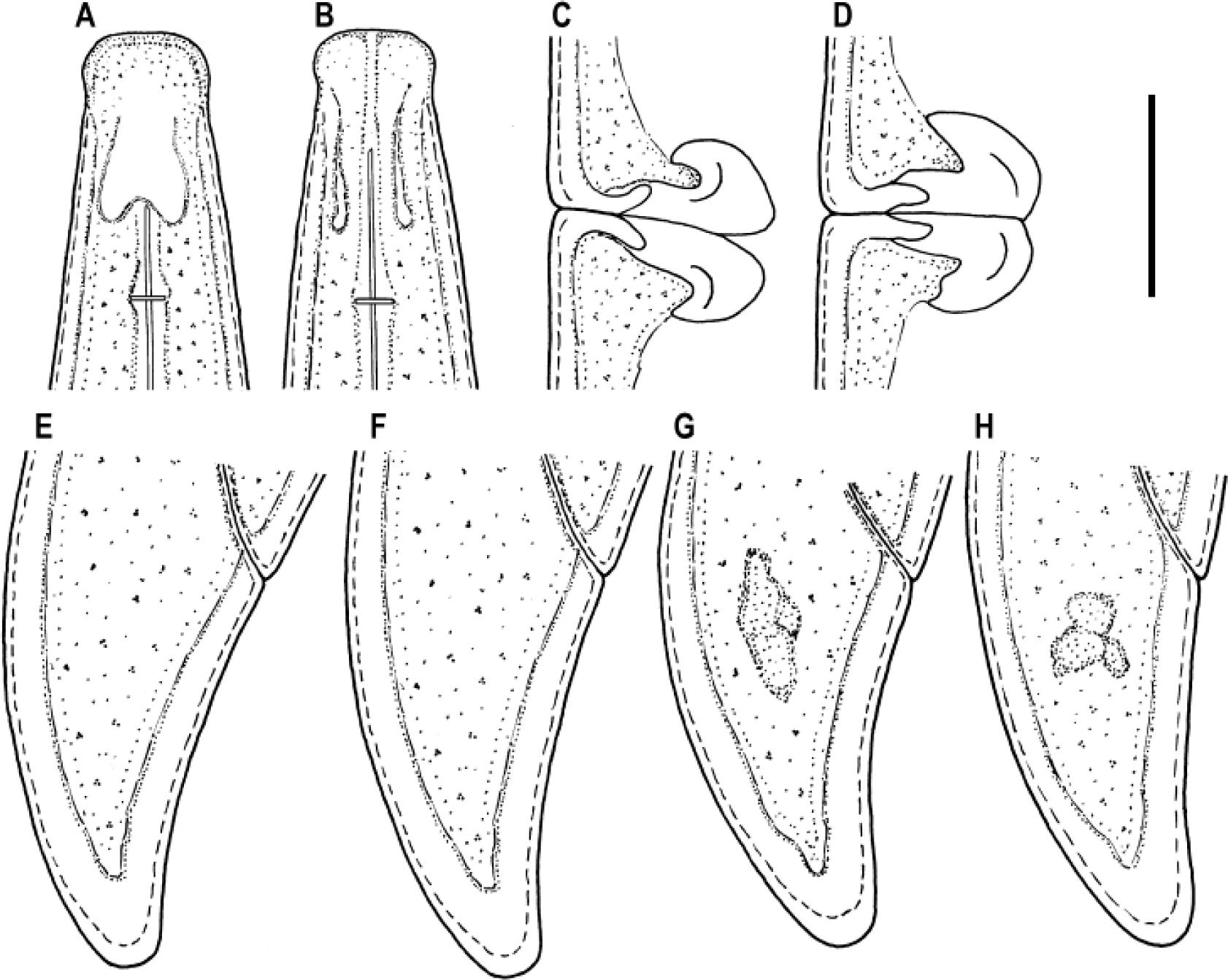 Morphology of L. danuvii females from Ukraine:A – lips and amphidial fovea in lateral view; B – lips and amphidial foveae in dorsal view; C, D – vulva region; E-H – variation in tail shape. Scale bar – 20 μm.
