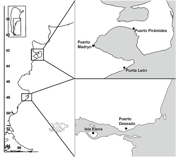 Sampling sites of Phalacrocorax atriceps pellets at Punta León, Chubut coast, and Phalacrocorax gaimardii at Isla Elena, Ría Deseado, Santa Cruz Province, Argentina.