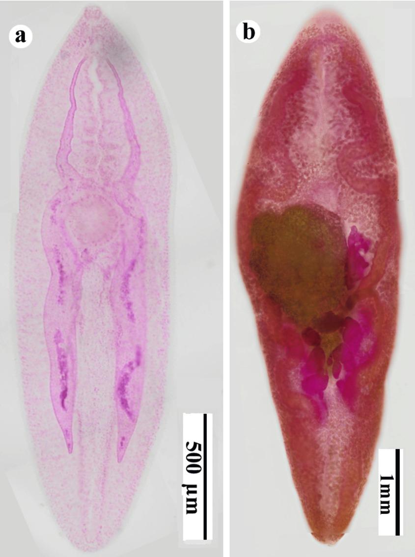 Metacercaria and adult worms stained magenta with hydrochloric acid.A metacercaria isolated from a crab (a), and an adult worm recovered from the lung tissue of a rat (b).