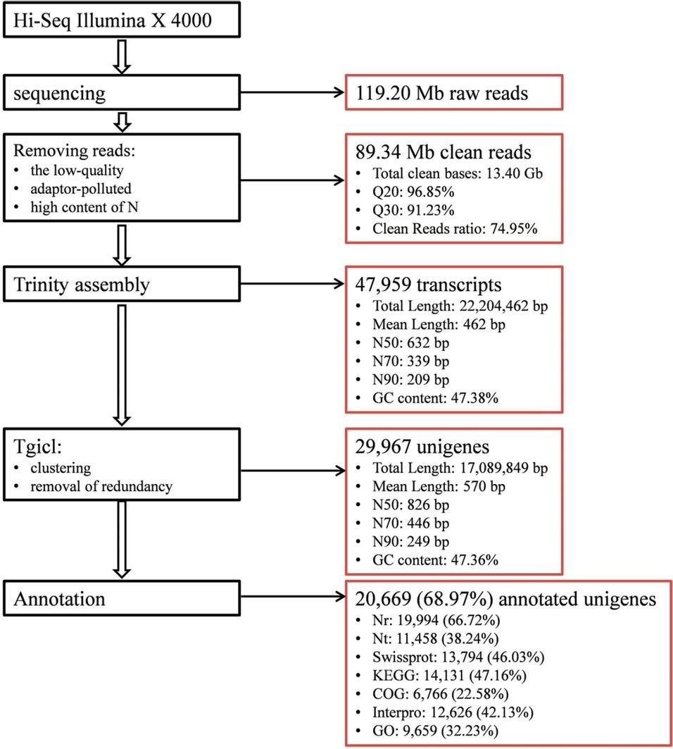 Sequencing, pretreatment, and annotation of Paragonimus proliferus transcriptome. The transcriptome of adult P. proliferus was sequenced using RNA-Seq (Hi-Seq Illumina X 4000). A total of 119.20 Mb raw reads were obtained, and 89.34 clean reads remained after removing low-quality and adaptor-polluted reads and reads with a high N content. The total number of clean bases, Q20, Q30, and clean reads ratio were 13.40 Gb, 96.85%, 91.23%, and 74.95, respectively. Trinity assembly of the clean reads generated 47,959 transcripts (total length: 22,204,462 bp, mean length: 462 bp, N50: 632 bp, N70: 339 bp, N90: 209 bp, GC content: 47.83%). A total of 29,967 unigenes (total length, 17,089,849 bp; mean length, 570 bp; N50, 826 bp; N70, 446 bp; N90, 249 bp; GC content, 47.36%) were further obtained after clustering and removal of redundant sequences using Tgicl. Finally, a total of 20,669 (68.97%) unigenes were annotated using seven functional databases: NR, 19,994 (66.72%); NT, 11,458 (38.24%); Swiss-Prot, 13,794 (46.03%); KEGG, 14,131 (47.16%); COG, 6,766 (22.58%); Interpro, 12,626 (42.13%); and GO, 9,659 (32.23%).