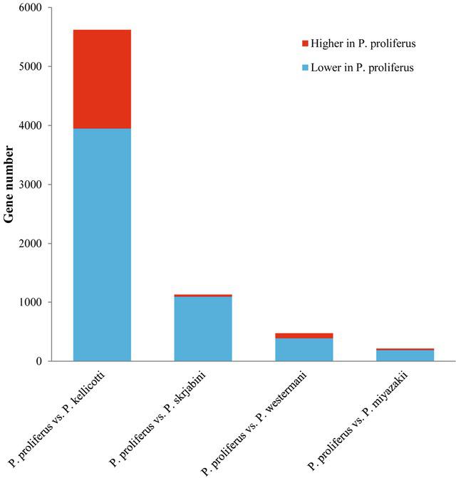 Changes in expression of differentially expressed homologous genes between Paragonimus proliferus and four other common Paragonimus species. A total of 3950/5622 (70.26 %), 1049/1084 (96.77 %), 388/473 (82.03 %), and 189/214 (88.32 %) genes were expressed at lower levels in P. proliferus compared to Paragonimus kellicotti, Paragonimus skrjabini, Paragonimus westermani, and Paragonimus miyazakii, respectively.