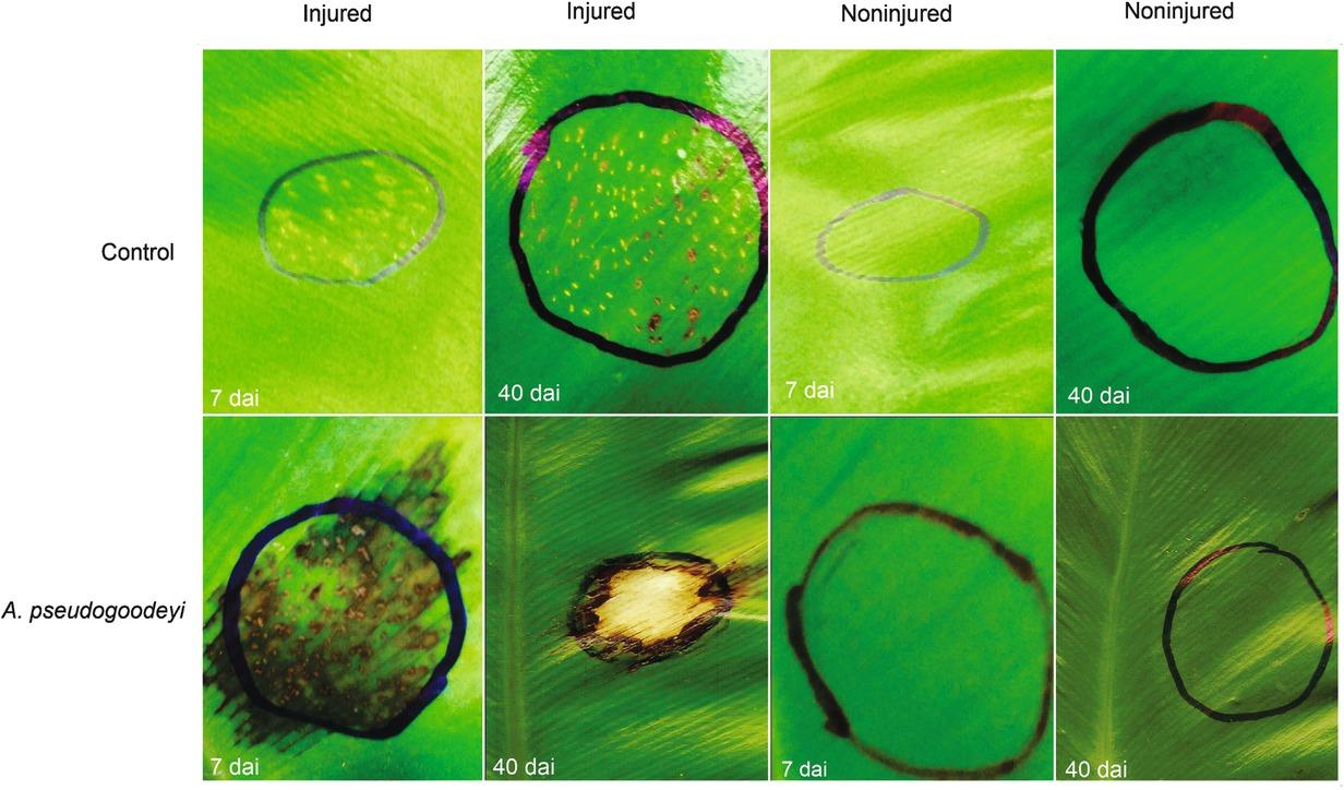 Symptoms observed at 7 and 40 days after inoculation on Bird’s Nest Fern leaves caused by Aphelenchoides pseudogoodeyi. The inoculation was performed in the adaxial surface of injured and uninjured leaves.