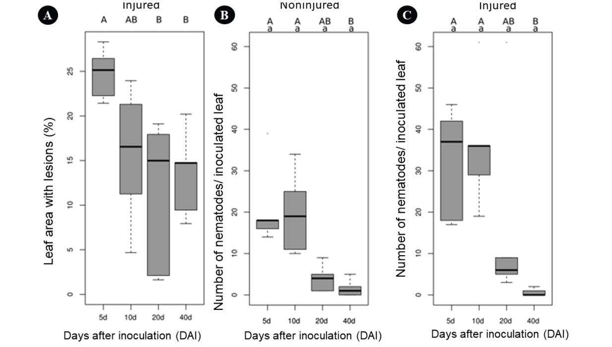 (A) Symptom severity (expressed as percentage of leaf area with lesions); (B) the final population of Aphelenchoides pseudogoodeyi after extraction from uninjured leaves and (C) final population of A. pseudogoodeyi after extraction on injured leaves of Oriental Lily inoculated on abaxial surface at 5, 10, 20 and 40 days after inoculation. Different upper-case letters indicate statistical difference between inoculation times according to the Kruskal-Wallis test with 5 % significance (A, B, C). Lower case letters indicate statistical difference between the inoculation methods, with and without injury, according to the Kruskal-Wallis test, with 5 % significance (B, C). The horizontal line inside the box represents the median, while the lower and upper horizontal lines of the box indicate the first quartile and third quartile, respectively.
