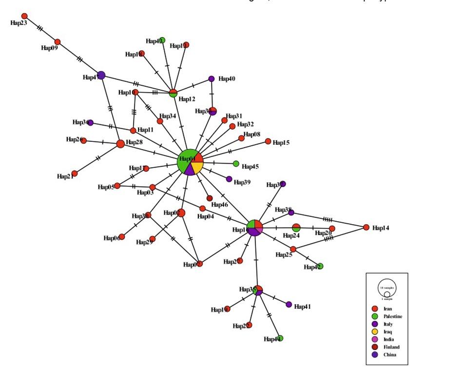 The appearance of mt-CO1 (339 bp) haplotypes of sheep isolates of Cysticercus tenuicollis. Geographical distribution of the haplotypes is indicated by different colors. The size of the circles is related to the haplotype frequency. Number of mutations distinguishing the haplotypes is shown by hatch marks.