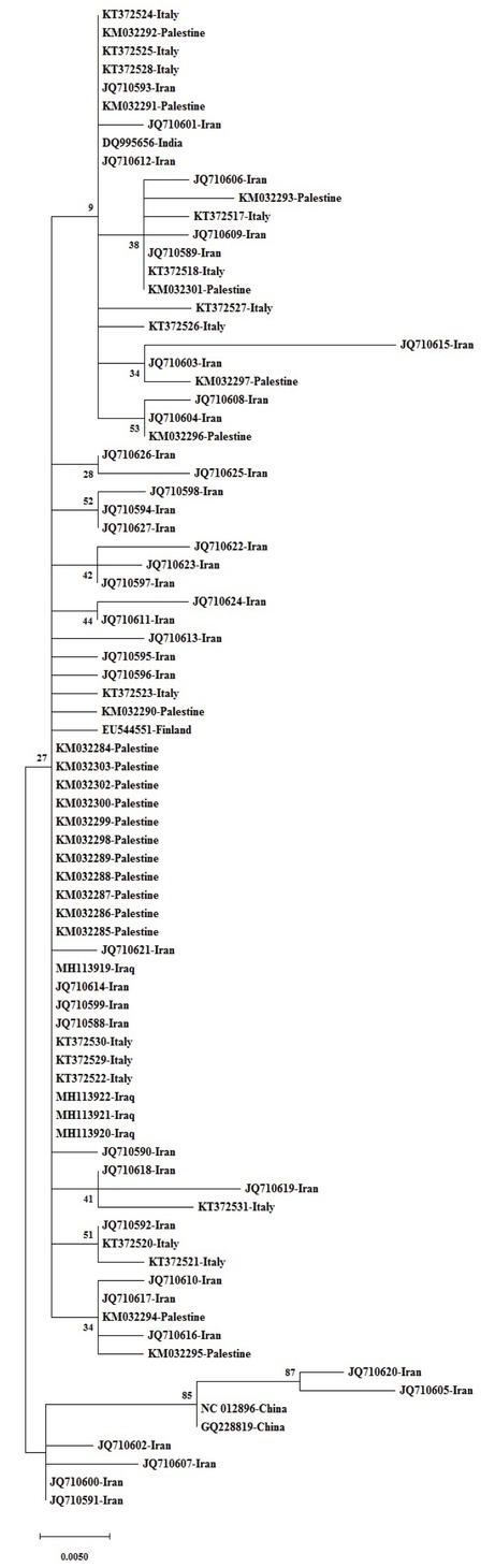 Phylogenetic tree view of sheep isolates using mt-CO1 gene (339 bp) sequences and reference sequences. MEGA X was used to construct a Maximum Likelihood tree based on the HKY+G model. The reliability of the tree was assessed by 1000 bootstrap replications.