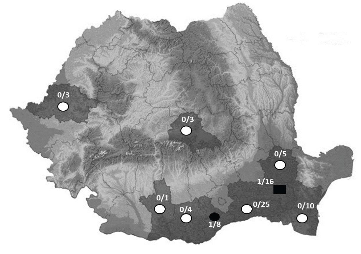 Distribution of Trichinella spp. infection in European polecats in nine counties in Romania. The white circles indicate the 7 counties in which the polecats were negative for Trichinella spp infections. The black circle indicates the polecat from Giurgiu County (positive for Trichinella spiralis). The black rectangle indicates the polecat from Ialomița County (co-infection with T. spiralis and Trichinella britovi). The first number from each county shows the number of positive animals, the second number is the total of polecats tested from each county.