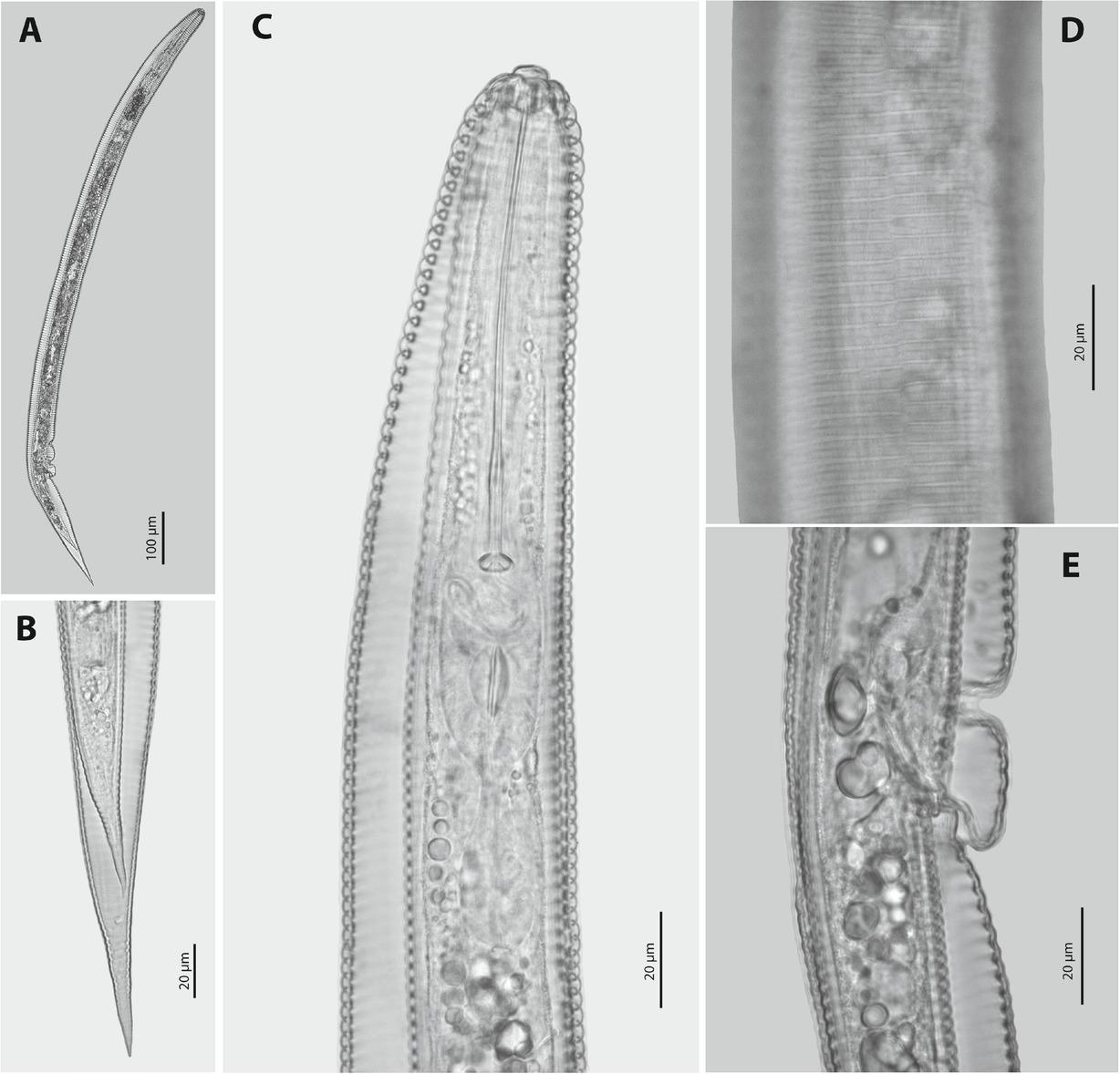 Female of Hemicycliophora poranga from Vietnam.
A: entire body. B: posterior end region. C: anterior end region. D: lateral field region. E: vulva region