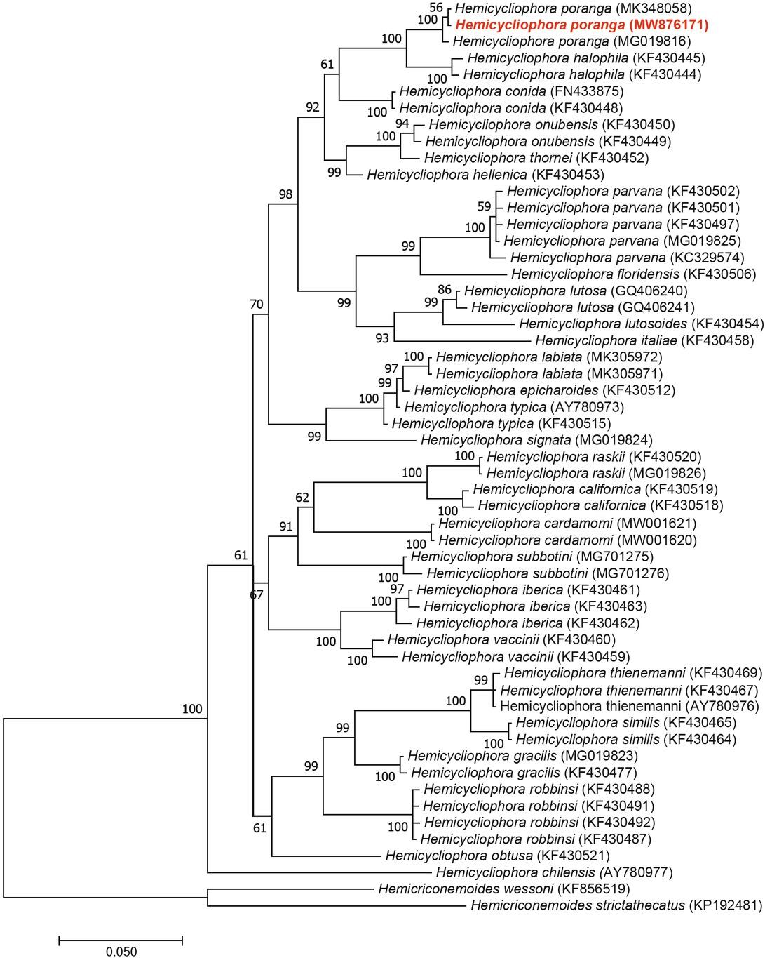 Phylogenetic tree generated from D2-D3 expansion segment of 28S rRNA sequences using GTR+G+I model. Posterior probability (in percentage) was given next to each node. Sequence of Hemicycliophora poranga from Vietnam was marked by red color.