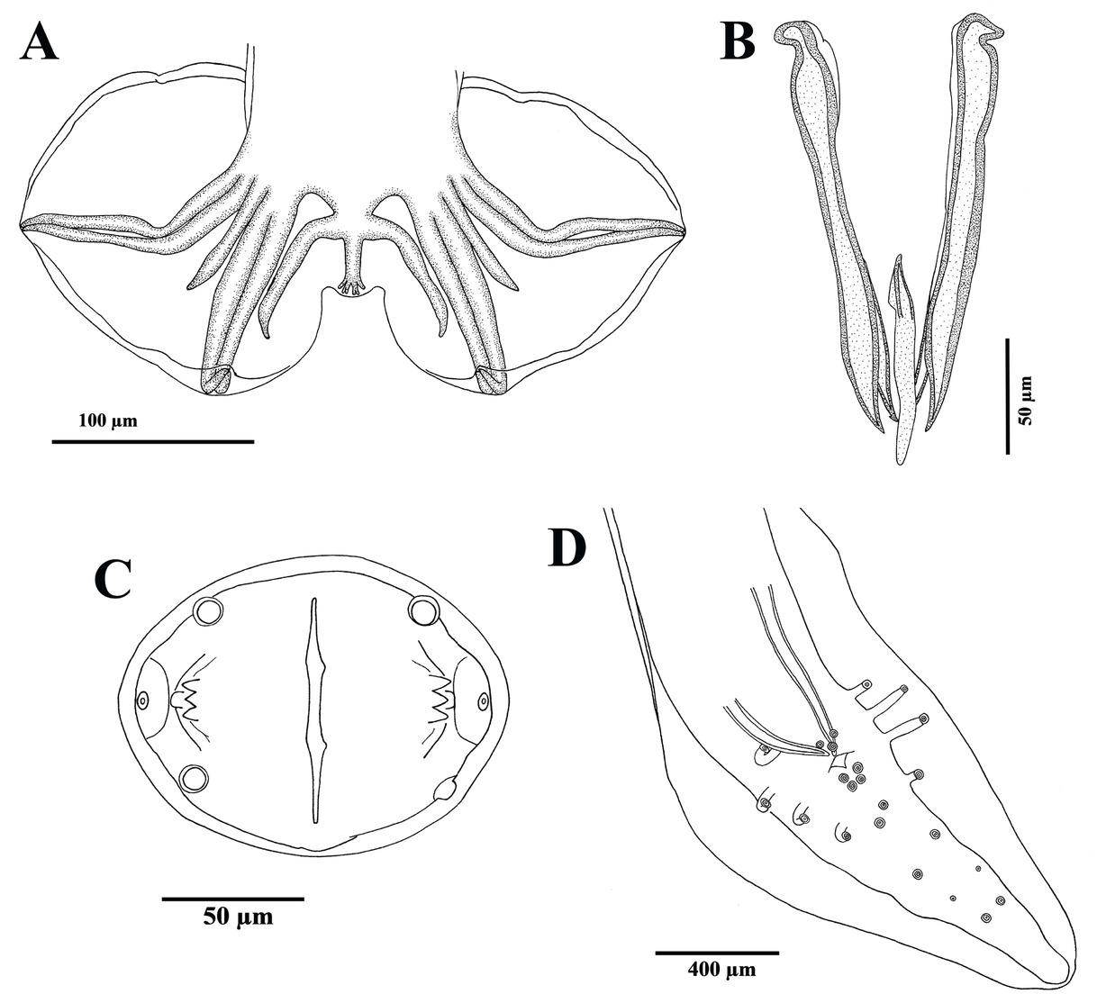 A, Bursa of Molineus sp., ventral view. B, Spicules and gubernaculum of Molineus sp., ventral view. C, cephalic end of Physalopterinae gen. sp., apical view. D, Posterior end of Physalopterinae gen. sp., ventral view.