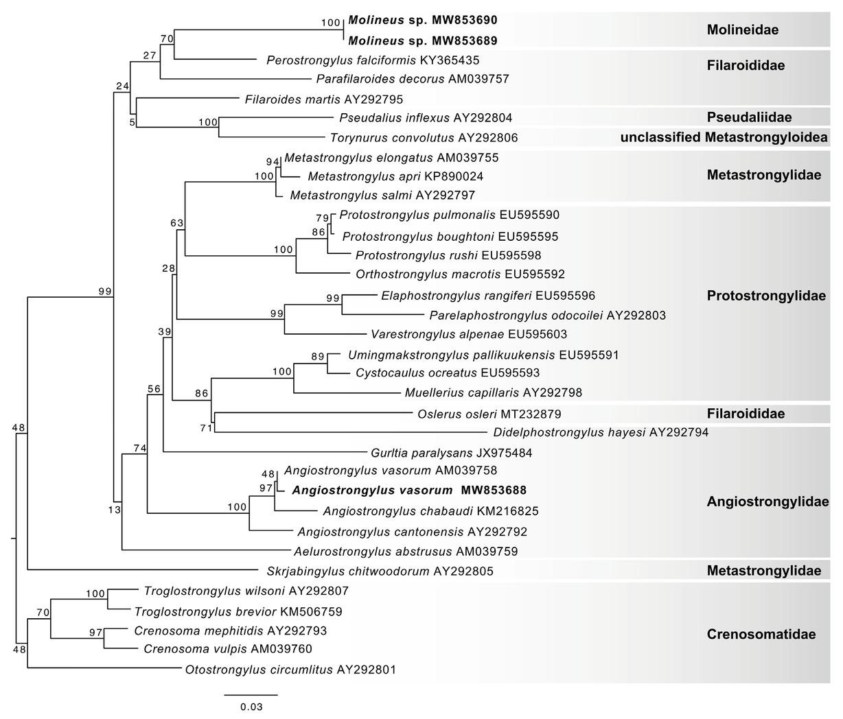 Maximum likelihood tree of nematodes of the order Strongylida found in E. barbara constructed on partial large subunit ribosomal gene (28S). Likelihood = -7165.961205. The names of the species in bold type belong to the specimens sequenced in this study. In front of each species name is the GenBank accession number of the sequences used for phylogenetic analysis.