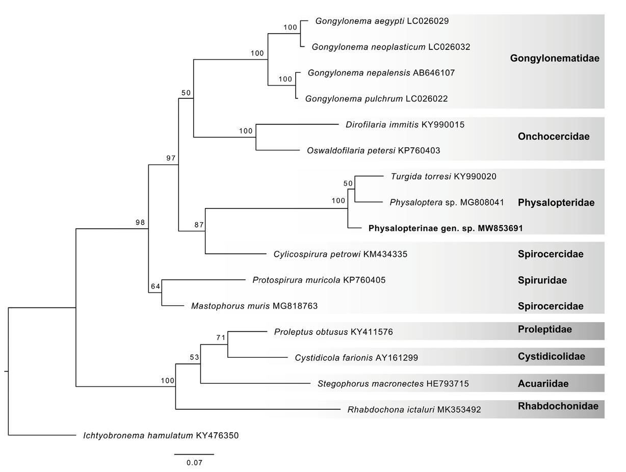 Maximum likelihood tree of the nematode of the subfamily Physalopterinae found in E. barbara constructed on partial large subunit ribosomal gene (28S). Likelihood = -9676.672333. The names of the species in bold type belong to the specimens sequenced in this study. In front of each species name is the GenBank accession number of the sequences used for phylogenetic analysis.