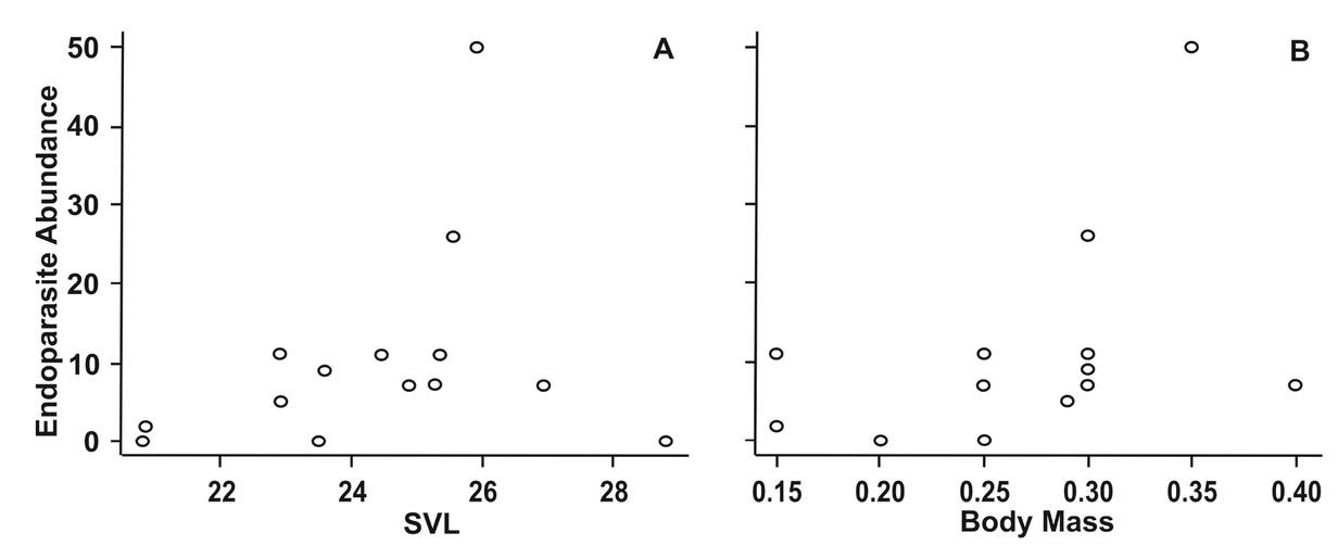 Relationships between endoparasite abundance, SVL (A) and body mass (B), only for lizards from AREIMG.