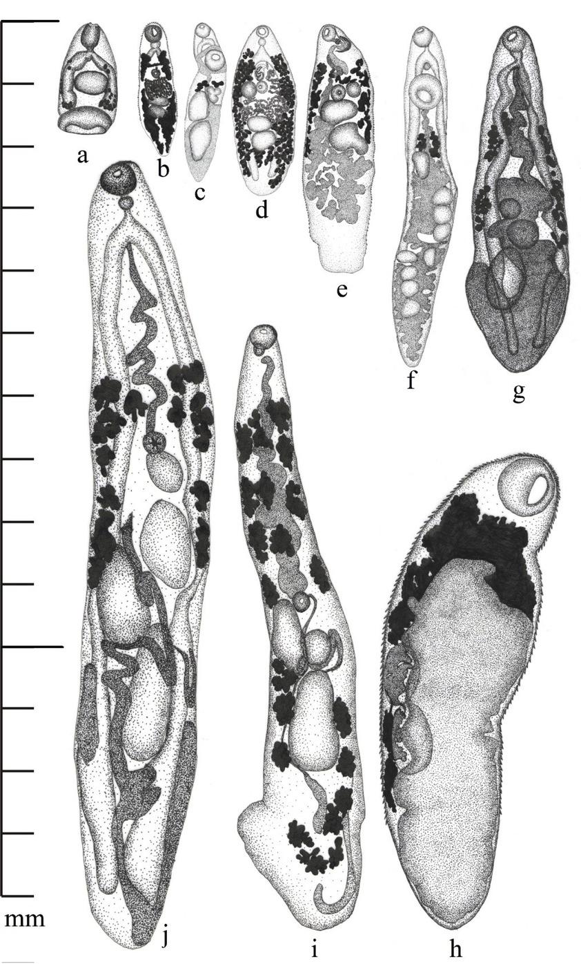 Digenean parasites of frog from Erzurum (a: Diplodiscus subclavatus, b: Dolichosaccus rastellus, c: Gorgoderina vitelliloba, d: Opisthioglyphe ranae, e: Cephalogonimus retusus, f: Gorgodera cygnoides, g: Skrjabinoeces breviansa, h: Haplometra cylindracea, i: Haematoloechus variegatus, j: Skrjabinoeces similis).