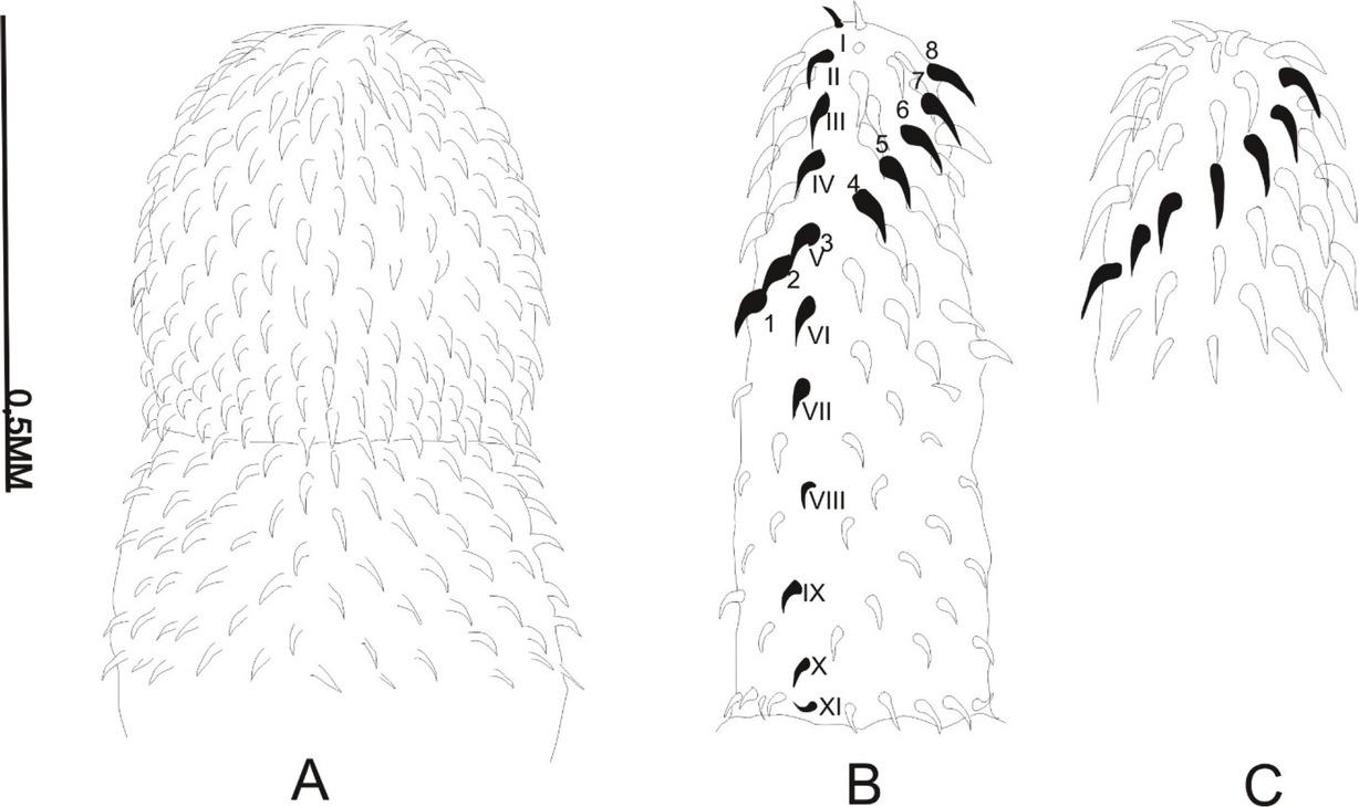 Structure of proboscis of Acanthocephalans (A: Centrorhynchus sp., B: Pomphorhynchus laevis, C: Acanthocephalus ranae).