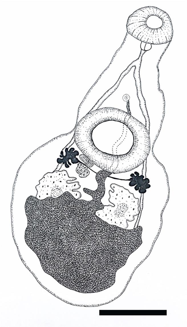 Plesiochorus cymbiformis (Rudolphi, 1819) Looss, 1901 (Digenea: Gorgoderidae) found in Lepidochelys olivacea (Eschscholtz, 1829) (Testudines: Chelonidae) from Brazil. (scale bar=1 mm).