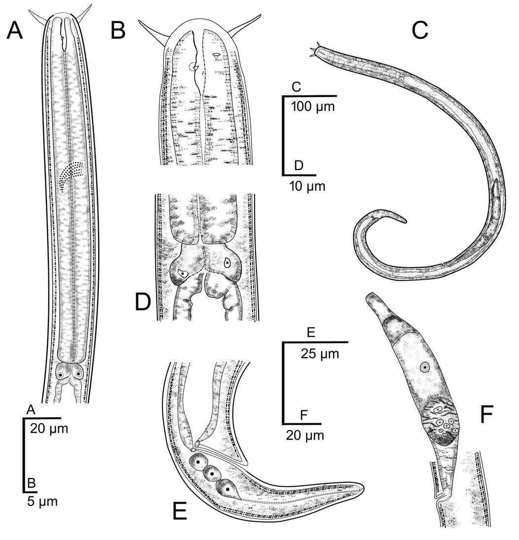 Tripylina zhejiangensis Pham, Wang, Zhao and Zheng, 2013. (A) anterior end; (B) lip region; (C) entire body; (D) pharyngeal-intestinal junction; (E) female posterior end; (F) female reproductive system.
