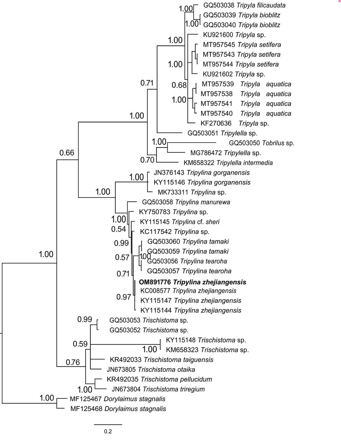 28S rDNA Bayesian tree inferred from known and newly sequenced Tripylina zhejiangensis from South Africa.