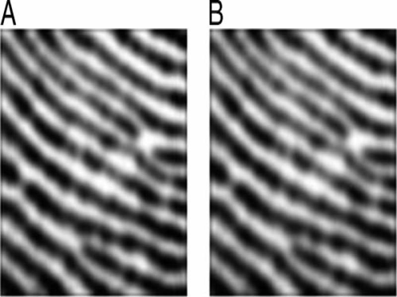 2D Gaussian filtered fingerprint images (A) local size of 3 × 3, (B) local size of 5 × 5.