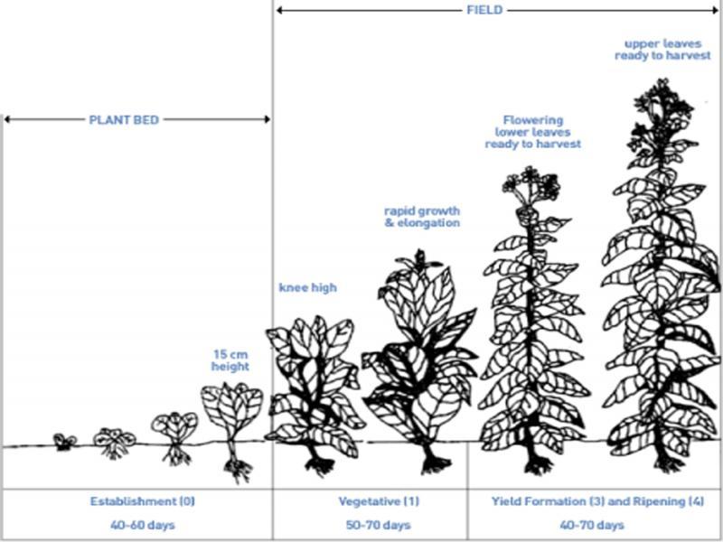 Illustration of tobacco cultivation (FAO, 2018a).