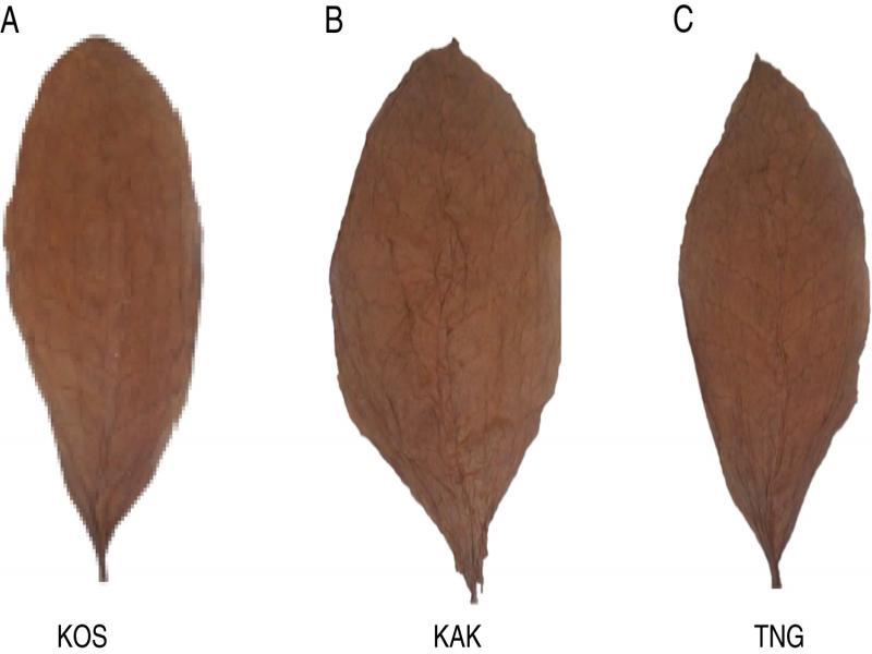 Tobacco leaf categories based on leaf position.
