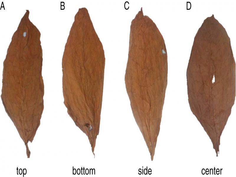Leaf defect categories based on holes or torn positions.