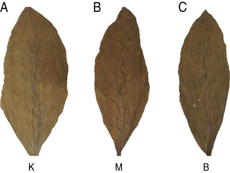 Mature/ripe leaf subcategories based on the color of tobacco leaf.