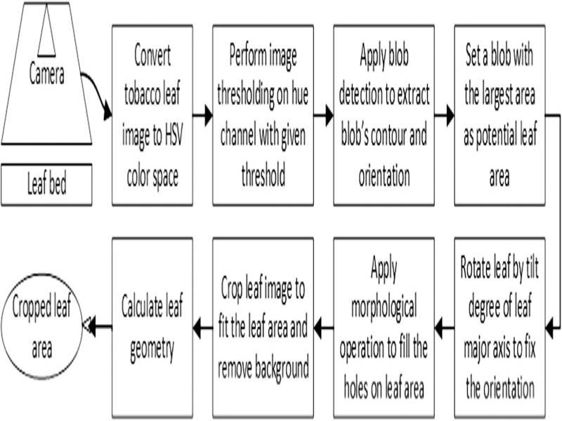 The procedure of leaf area segmentation.