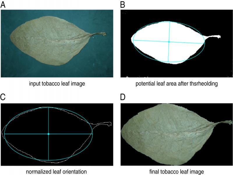 The result of a tobacco leaf area segmentation.