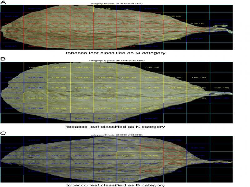 The result of color-based tobacco leaf classification.