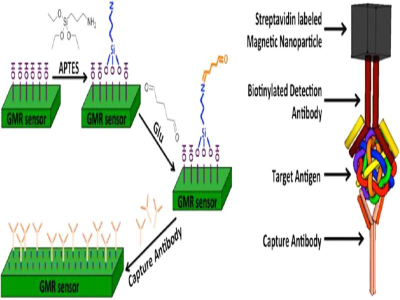 Sandwich immunoassay mechanism of a GMR biosensor forming a capture antibody–target antigen–detection antibody–MNP complex (Wu et al., 2020).