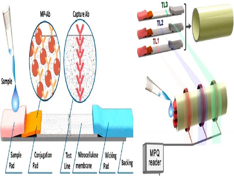 Test-strip design and setup (Orlov et al., 2016).
