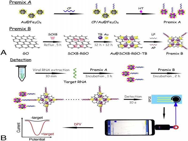 Schematic representation of SARS-CoV-2 detection using the electrochemical biosensor. (a) Prepare the premix A and B; (b) Process of electrochemical detection using a smartphone (Zhao et al., 2021).