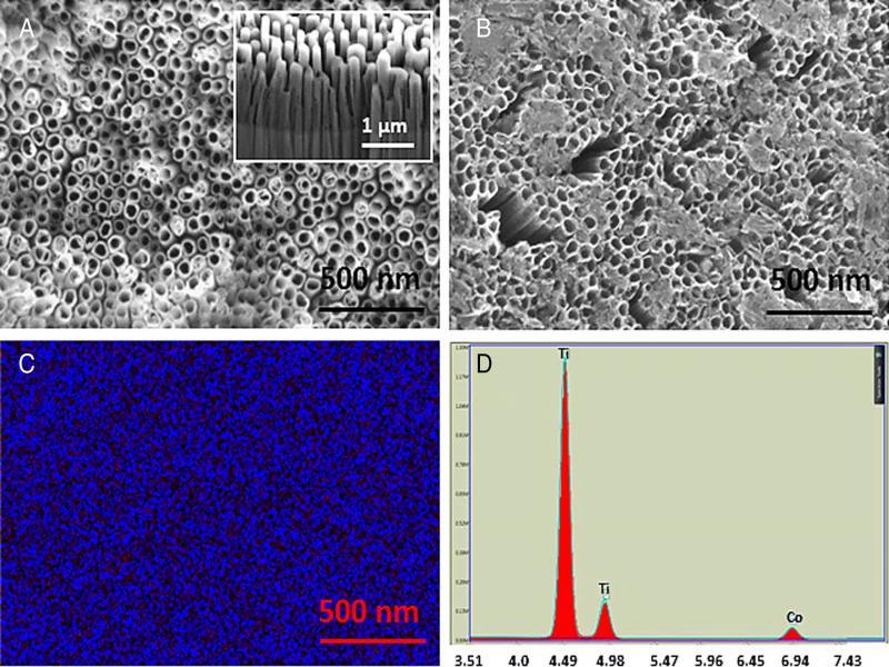 Scanning electron microscopy (SEM) micrographs of (a) TiO2 nanotubes (TNTs) post-annealing. Inset shows sidewalls of TNTs, (b) Co-functionalized TNTs showing the Co (OH)2 precipitate, (c) EDS map of Co confirming its uniform distribution, and (d) EDS spectra confirming the presence of Co (Vadlamani et al., 2020).