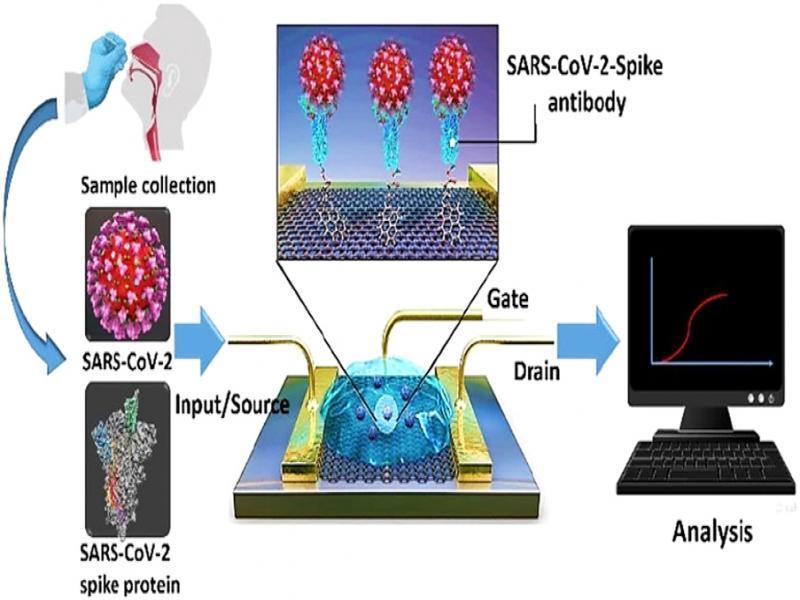 Schematic diagram of COVID-19 FET-based biosensor operation (Seo et al., 2020).