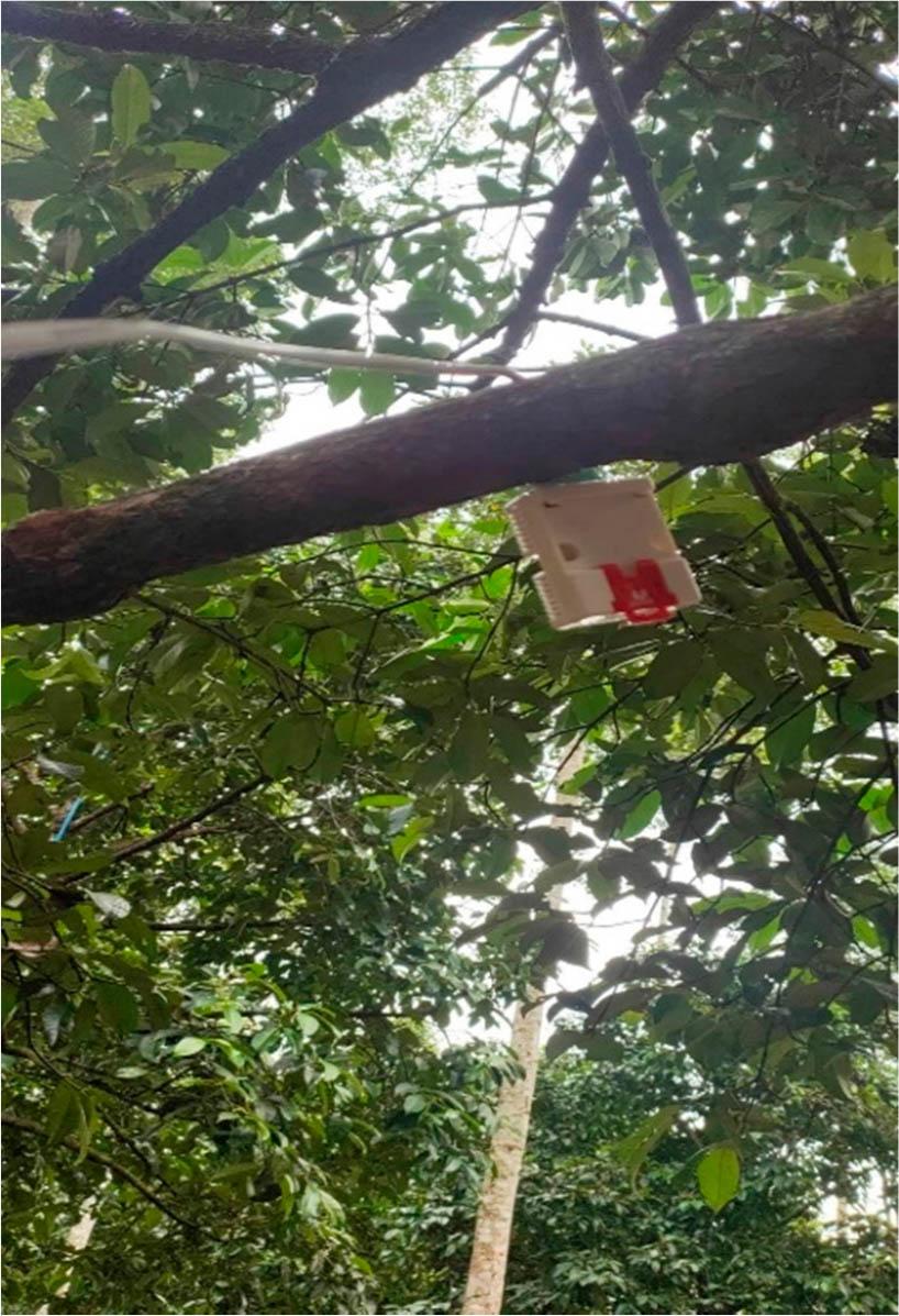 Sensing system on the mangosteen tree.
