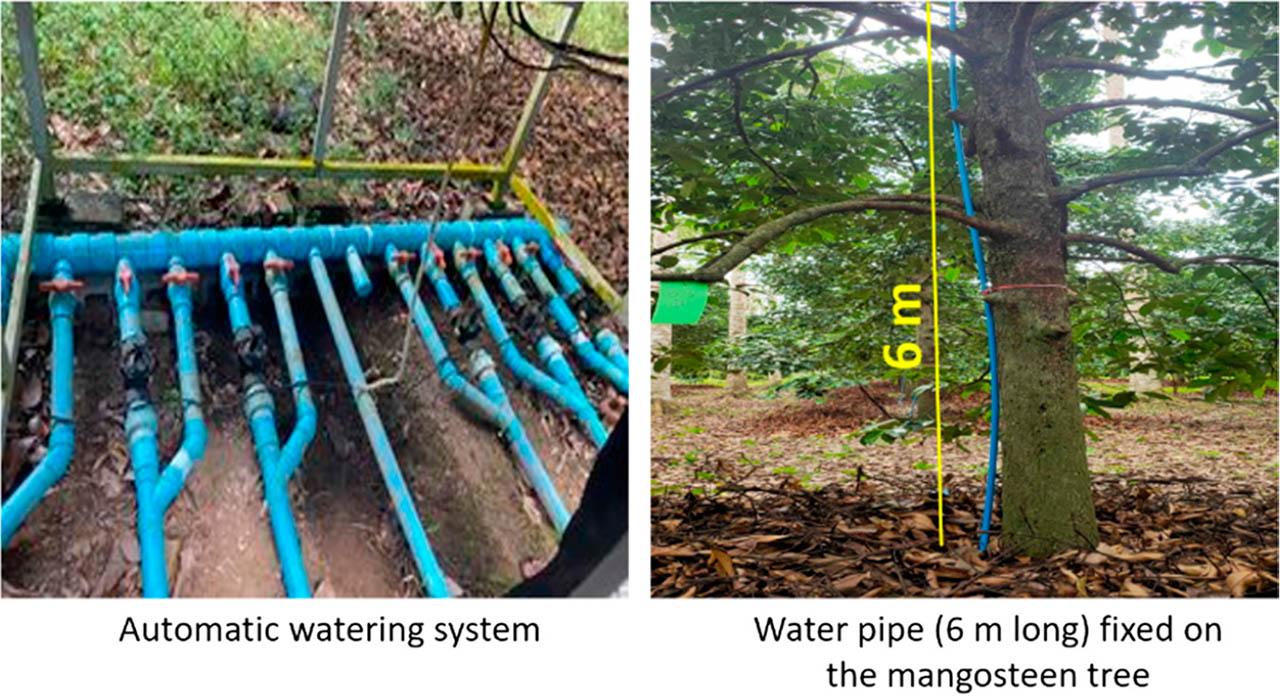 The demonstration of the installation automatic watering system and water pipe in the mangosteen tree.