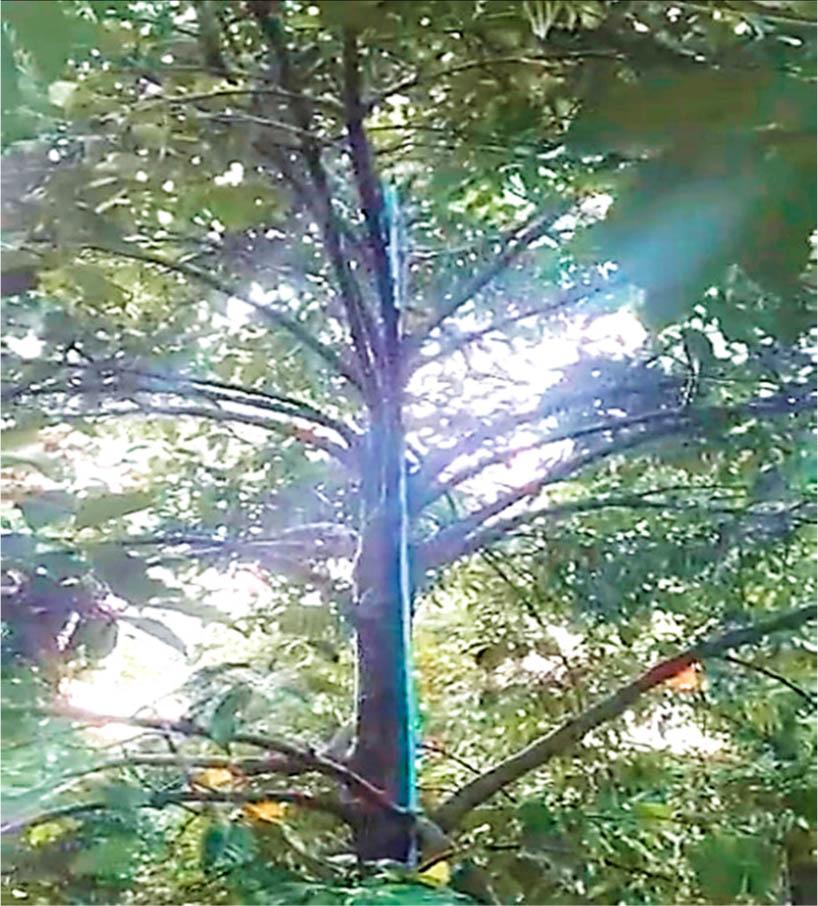 The demonstration of the watering inside the mangosteen canopy.