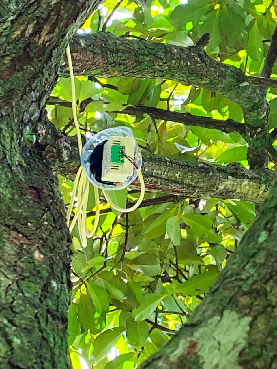 Installation of sensing system on the mangosteen tree.