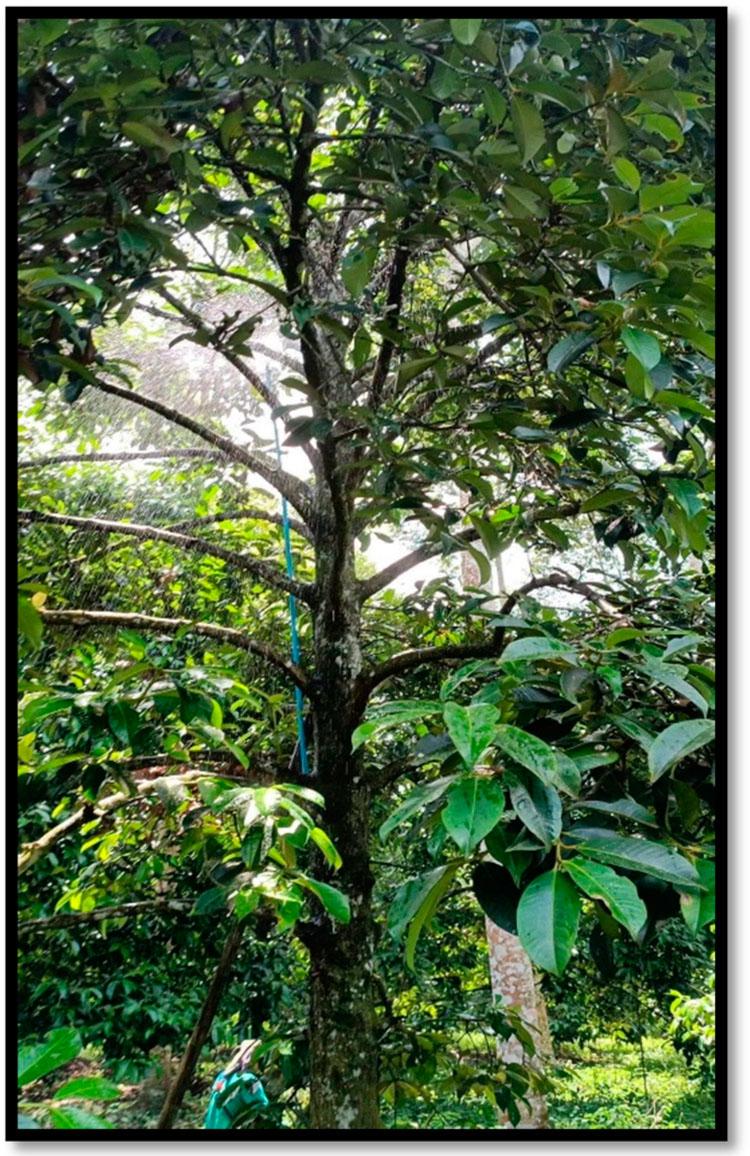 The demonstration of the watering inside the mangosteen canopy.