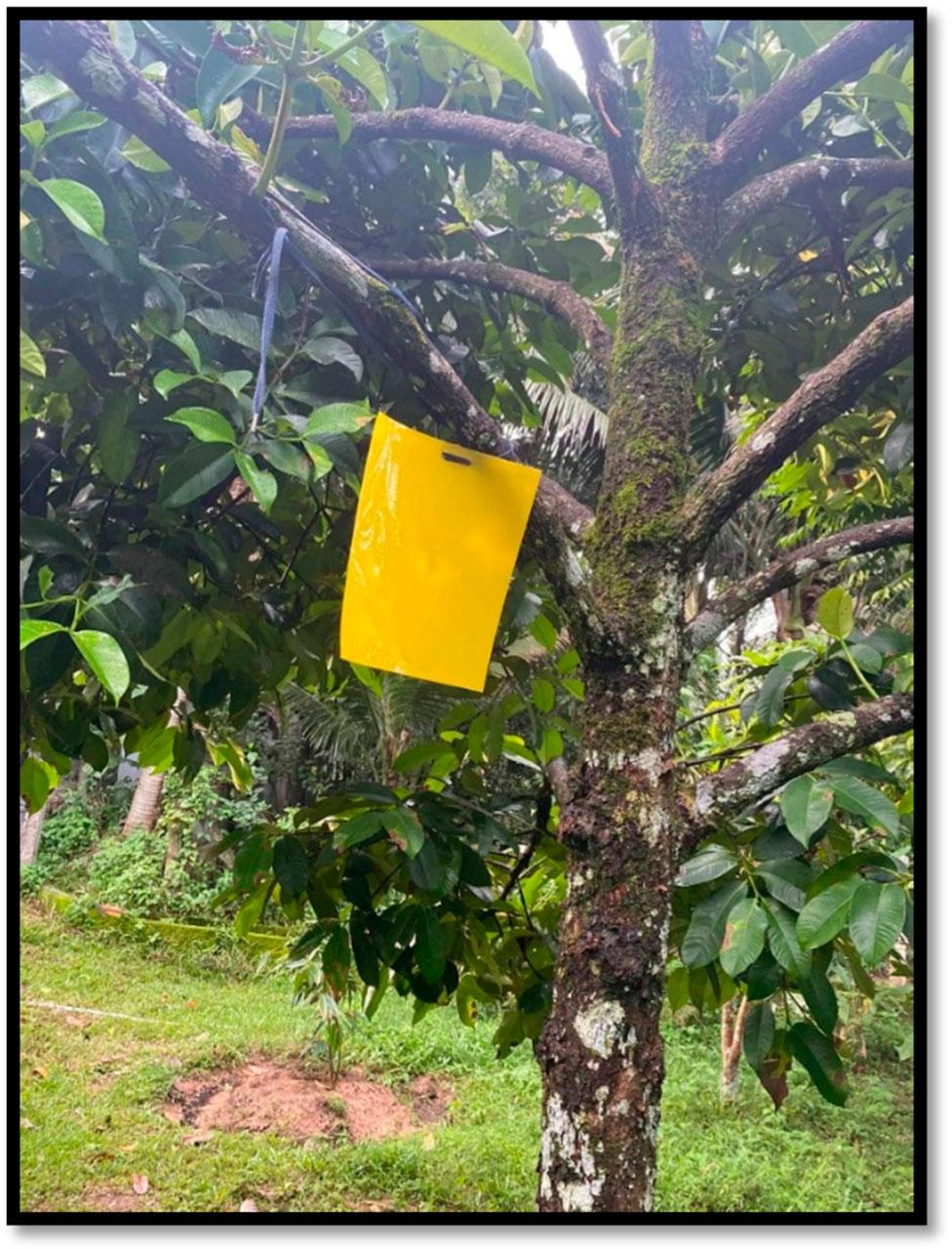 Yellow sticky trap for collecting thrips inside the mangosteen canopy.