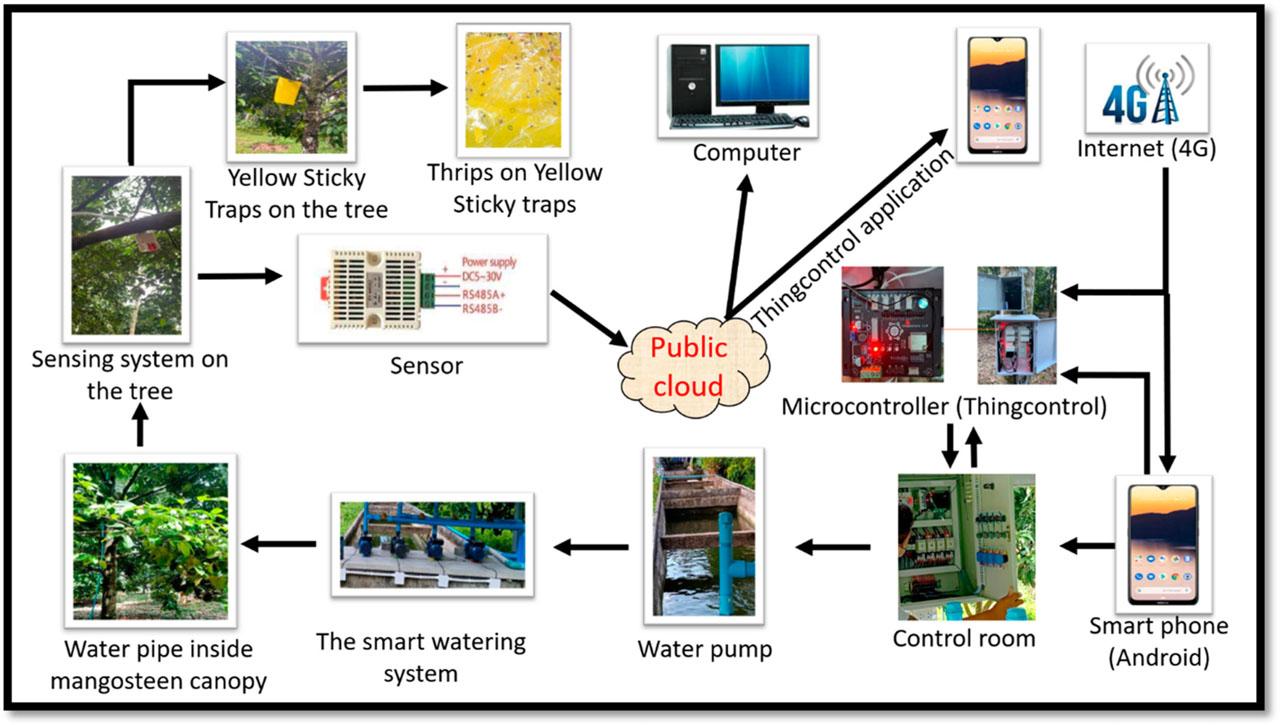 The complete process of smart watering system for controlling humidity and thrips inside mangosteen canopy.