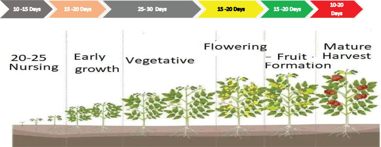 Growing stages of tomato plant last about 100 days.
